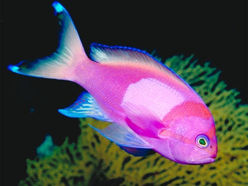 picture of a fish